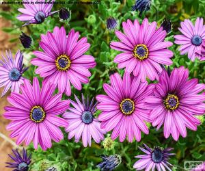 Puzzle Marguerites africaines