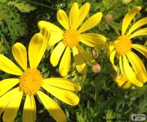 Puzzle Marguerites jaunes