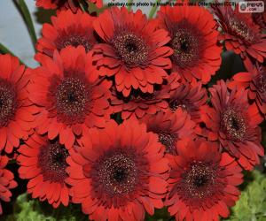 Puzzle Marguerites rouges