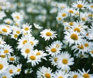 Puzzle Marguerites