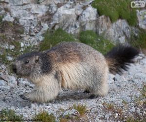 Puzzle Marmotte des Alpes