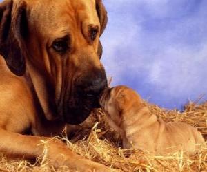 Puzzle Mastiff, avec son chiot