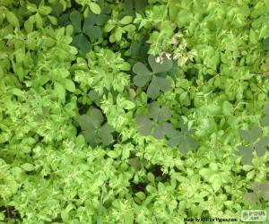 Puzzle Mauvaises herbes