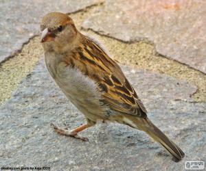 Puzzle Moineau domestique