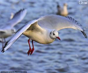 Puzzle Mouette en vol