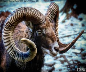 Puzzle Mouflon corse