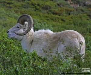 Puzzle Mouflon de Dall (mâle)