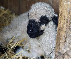 Puzzle Moutons de nez noir