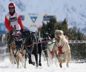 Puzzle Mushing