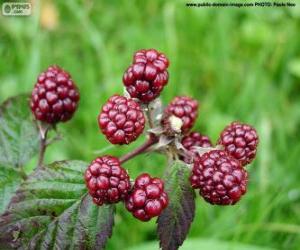 Puzzle Mûre, mûre sauvage (fruits)