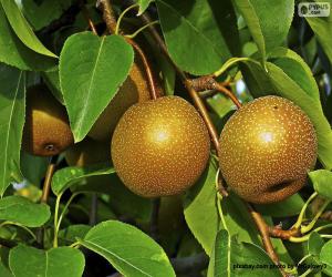 Puzzle Nashi ou poire asiatique