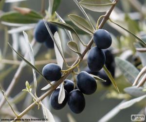 Puzzle Noir rameau d'olivier