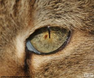 Puzzle Oeil de chat