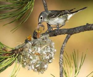 Puzzle Oiseau avec ses poussins