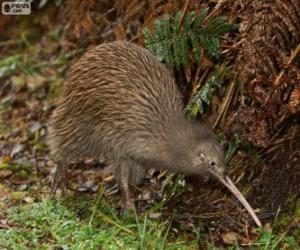 Puzzle Oiseau Kiwi