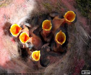 Puzzle Oisillons dans le nid