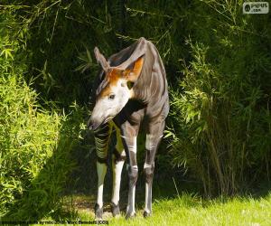 Puzzle Okapi