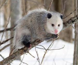 Puzzle Opossum