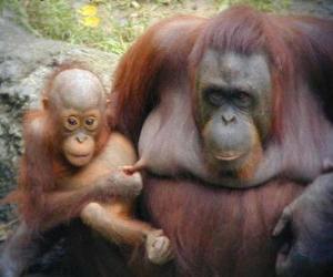 Puzzle orang-outan avec son bébé