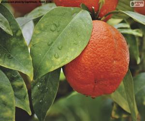 Puzzle Orange dans l’arborescence