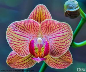 Puzzle Orchidée Phalaenopsis