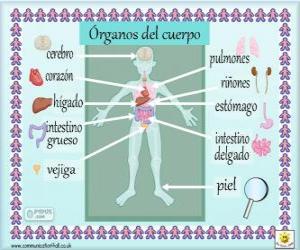 Puzzle Organes du corps humain en espagnol