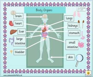 Puzzle Organes du corps humain en anglais