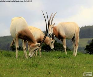 Puzzle Oryx algazelle