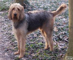 Puzzle Otterhound