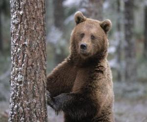 Puzzle Ours brun européenne en pied reposant sur un arbre