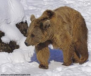 Puzzle Ours brun sur la neige