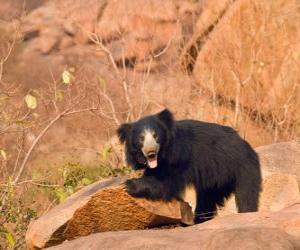 Puzzle Ours lippu ou ours paresseux marchant maladroitement sur le terrain