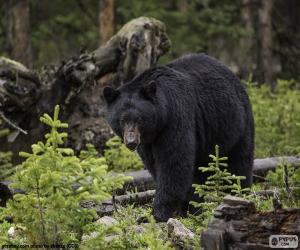 Puzzle Ours noir