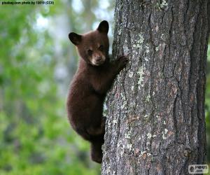 Puzzle Ourson brun grimpe un arbre