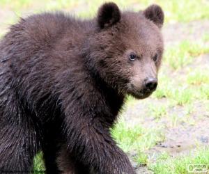 Puzzle Ourson, bébé ours