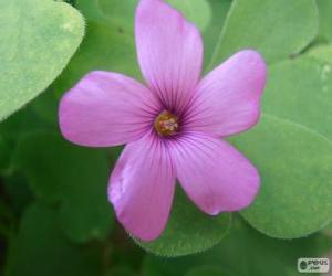 Puzzle Oxalis rose