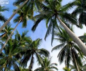 Puzzle Palmiers tropicaux