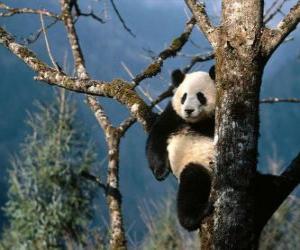 Puzzle Panda sur un arbre