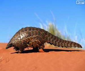 Puzzle Pangolin