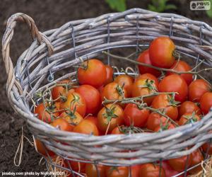 Puzzle Panier de tomates