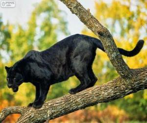 Puzzle Panthère noire sur une branche d'un arbre