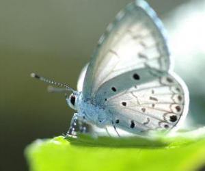 Puzzle Papillon blanc