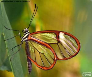 Puzzle Papillon cristal, Greta oto