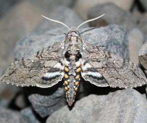 Puzzle Papillon de nuit