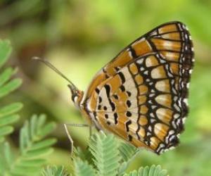 Puzzle Papillon en reposant sur une plante