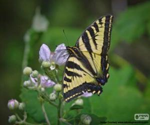 Puzzle Papillon glauque, papillon originaire de l'est de l'Amérique du Nord