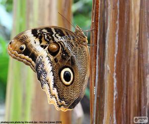 Puzzle Papillon hibou