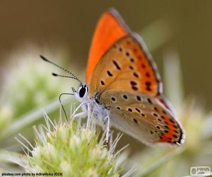 Puzzle Papillon orange