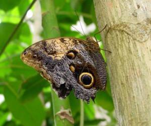 Puzzle Papillon sur un tronc