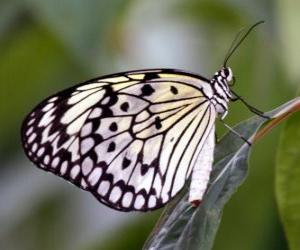 Puzzle Papillon sur une feuille